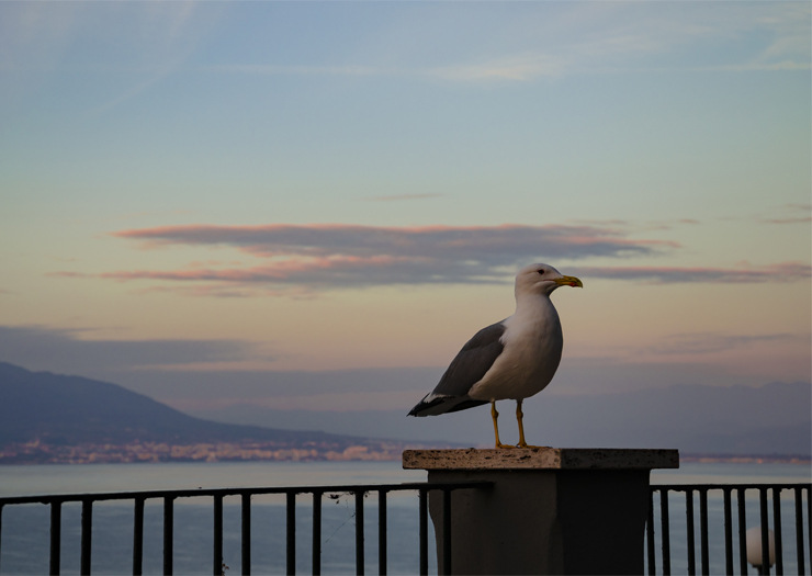 Pássaro em Nápoles