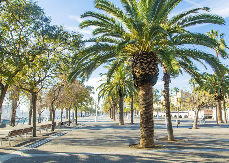 Praça com coqueiros e clima em Barcelona